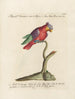 Ornithologie metodicamente digerito Pl128 - Saverio Manetti — vista dell’opera