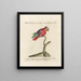 Ornithologie metodicamente digerito Pl128 - Saverio Manetti — quadro incorniciato alla parete