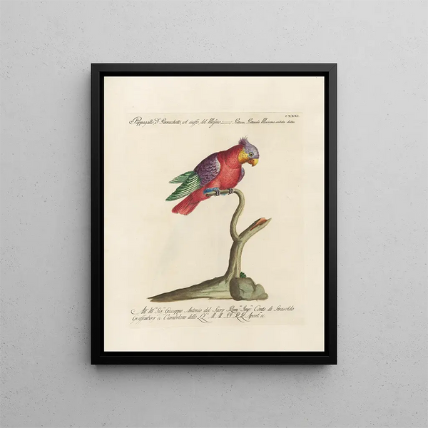 Ornithologie metodicamente digerito Pl128 - Saverio Manetti — quadro incorniciato alla parete