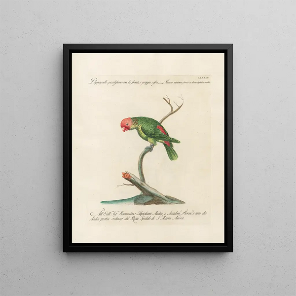 Ornithologie metodicamente digerito Pl131 - Saverio Manetti — quadro incorniciato alla parete