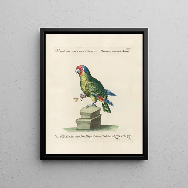 Ornithologie metodicamente digerito Pl132 - Saverio Manetti — quadro incorniciato alla parete