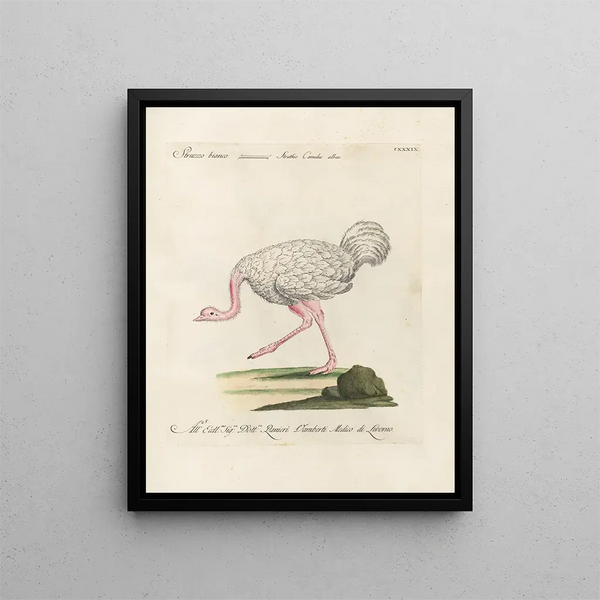 Ornithologie metodicamente digerito Pl136 - Saverio Manetti — quadro incorniciato alla parete