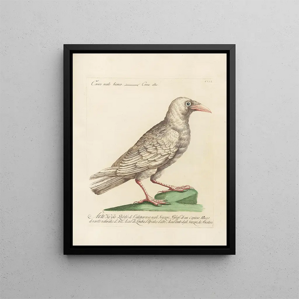 Ornithologie metodicamente digerito Pl138 - Saverio Manetti — quadro incorniciato alla parete