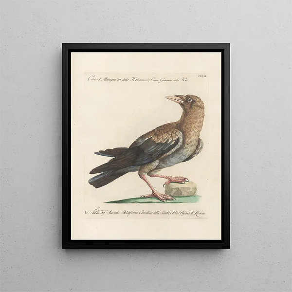 Saverio Manetti - Ornithologia methodice digesta Pl139.webp