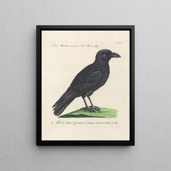 Ornithologie metodicamente digerita Pl140 - Saverio Manetti — quadro incorniciato alla parete