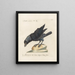 Ornithologia metodicamente digerito Pl141 - Saverio Manetti — quadro incorniciato alla parete