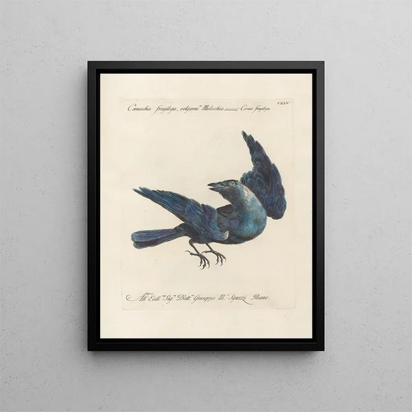Ornithologie metodicamente digerito Pl142 - Saverio Manetti — quadro incorniciato alla parete