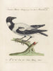 Ornithologia metodicamente digerito Pl144 - Saverio Manetti — vista dell’opera