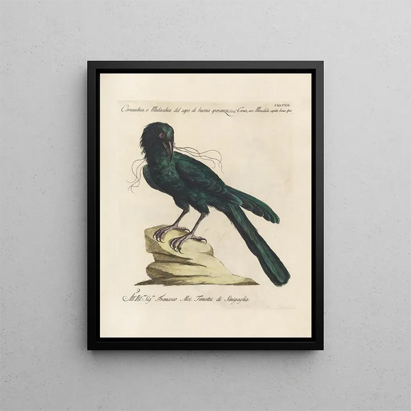 Ornithologie metodicamente digerito Pl145 - Saverio Manetti — quadro incorniciato alla parete