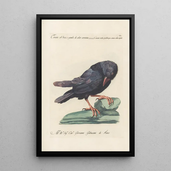 Ornithologia methodice digesta Pl147 - Saverio Manetti — quadro incorniciato alla parete