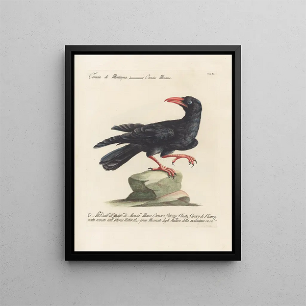 Ornithologie metodicamente digerito Pl149 - Saverio Manetti — quadro incorniciato alla parete