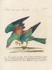 Ornithologie metodicamente digerito Pl150 - Saverio Manetti — vista dell’opera
