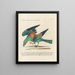 Ornithologie metodicamente digerito Pl150 - Saverio Manetti — quadro incorniciato alla parete
