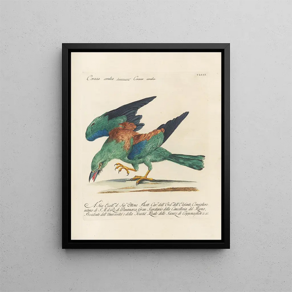 Ornithologie metodicamente digerito Pl150 - Saverio Manetti — quadro incorniciato alla parete