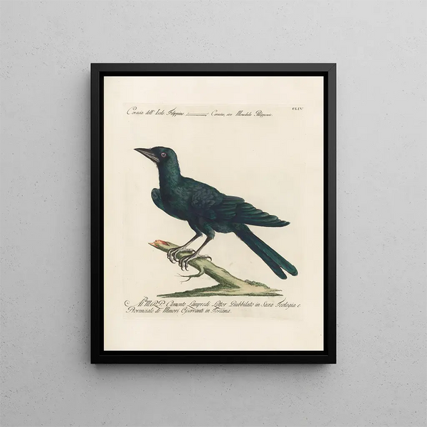 Ornithologie metodicamente digerito Pl151 - Saverio Manetti — quadro incorniciato alla parete