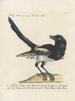 Ornithologie metodicamente digerito Pl152 - Saverio Manetti — vista dell’opera