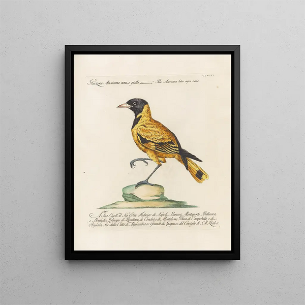 Ornithologie metodicamente digerito Pl153 - Saverio Manetti — quadro incorniciato alla parete