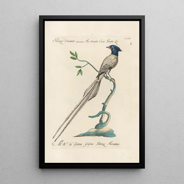 Ornithologia methodice digesta Pl154 - Saverio Manetti — quadro incorniciato alla parete
