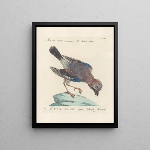 Ornithologie metodicamente digerita Pl156 - Saverio Manetti — quadro incorniciato alla parete