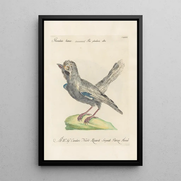 Ornithologia methodice digesta Pl157 - Saverio Manetti — quadro incorniciato alla parete