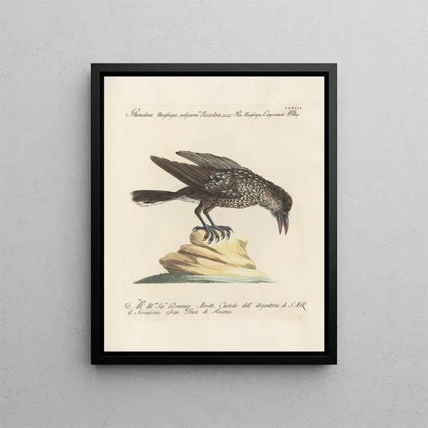 Ornithologie metodicamente digerito Pl158 - Saverio Manetti — quadro incorniciato alla parete