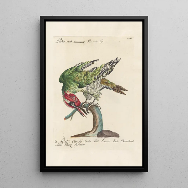 Ornithologia methodice digesta Pl160 - Saverio Manetti — quadro incorniciato alla parete