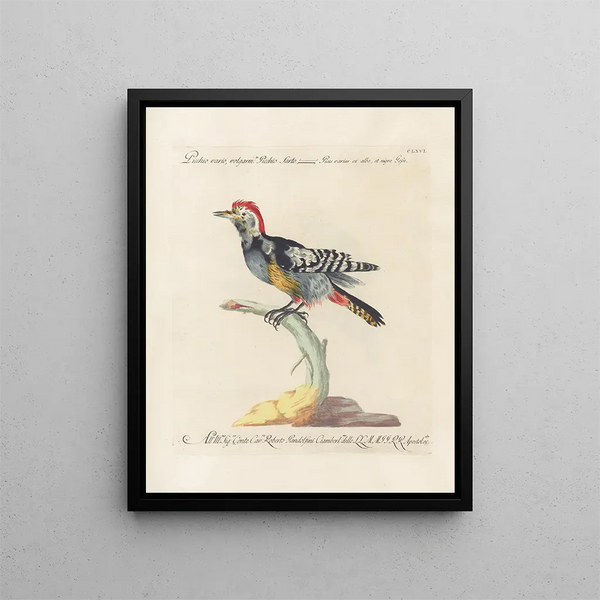 Ornithologie metodicamente digerito Pl161 - Saverio Manetti — quadro incorniciato alla parete