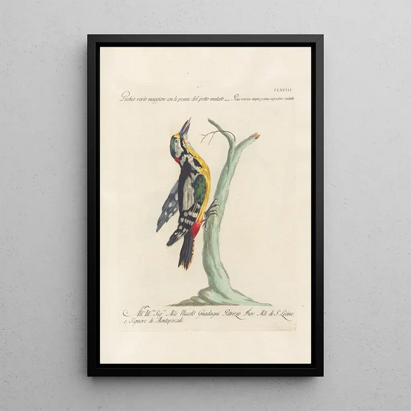 Ornithologia methodice digesta Pl163 - Saverio Manetti — quadro incorniciato alla parete