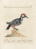 Ornithologie metodicamente digerito Pl164 - Saverio Manetti — vista dell’opera
