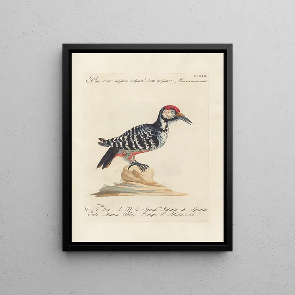 Ornithologie metodicamente digerito Pl164 - Saverio Manetti — quadro incorniciato alla parete