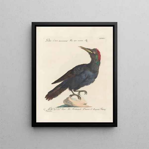 Saverio Manetti - Ornithologia methodice digesta Pl165.webp