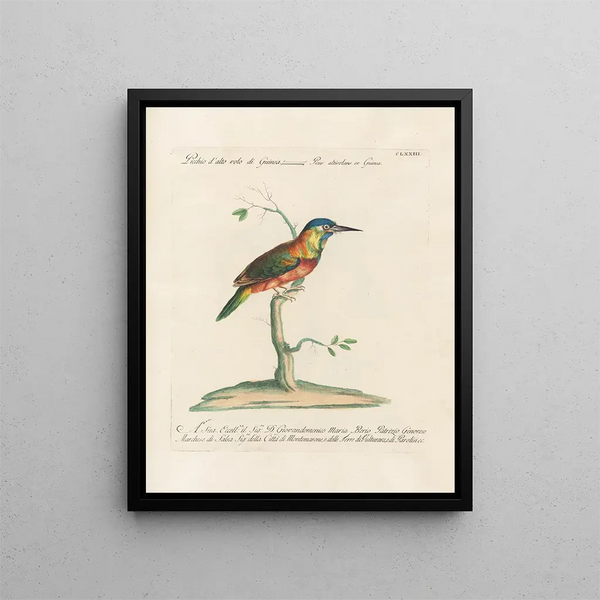 Ornithologie metodicamente digerito Pl166 - Saverio Manetti — quadro incorniciato alla parete