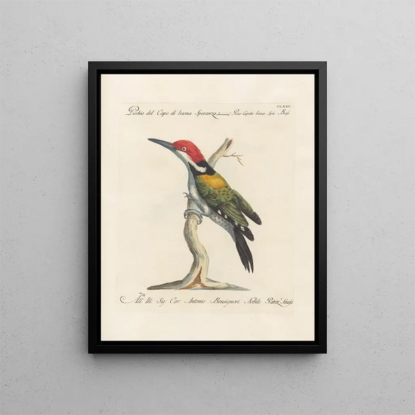 Ornithologie metodicamente digerita Pl168 - Saverio Manetti — quadro incorniciato alla parete