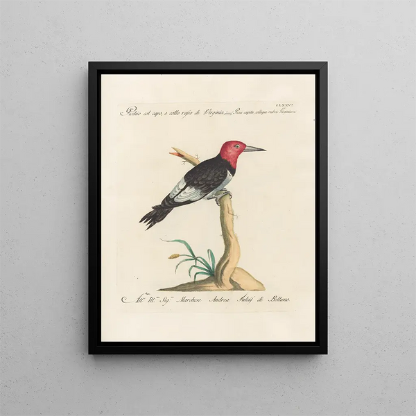Ornithologie metodicamente digerito Pl169 - Saverio Manetti — quadro incorniciato alla parete