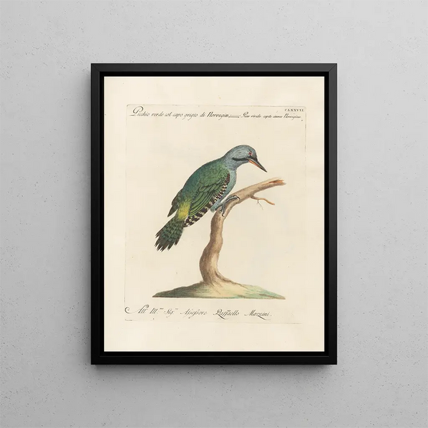 Ornithologie metodicamente digerito Pl170 - Saverio Manetti — quadro incorniciato alla parete