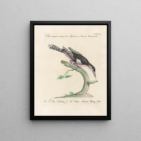 Saverio Manetti - Ornithologia methodice digesta Pl171.webp