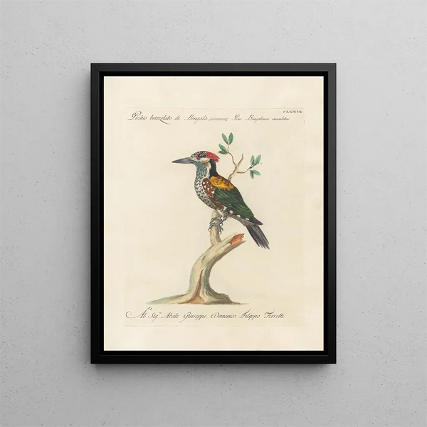 L'ornithologie a méthodiquement digerito Pl172 - Saverio Manetti — quadro incorniciato alla parete