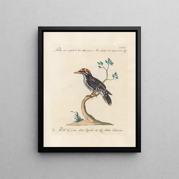 L'ornithologie ha digerito metodicamente Pl173 - Saverio Manetti — quadro incorniciato alla parete