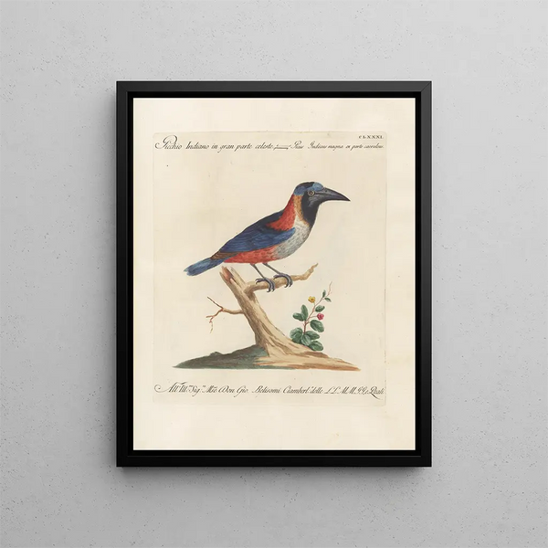 L'ornithologie ha digerito metodicamente Pl174 - Saverio Manetti — quadro incorniciato alla parete