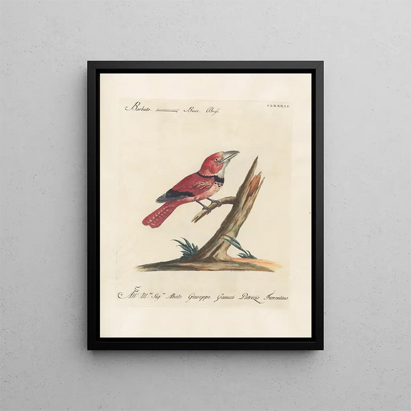 L'ornithologie ha digerito metodicamente Pl175 - Saverio Manetti — quadro incorniciato alla parete