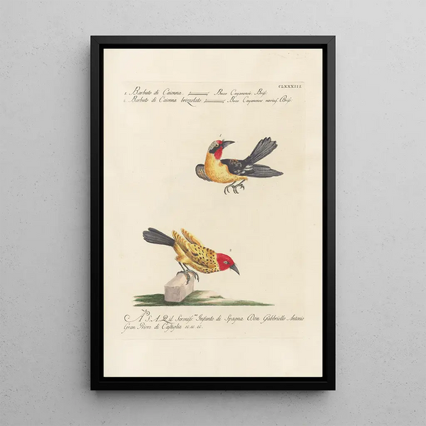 Ornithologia methodice digesta Pl176 - Saverio Manetti — quadro incorniciato alla parete
