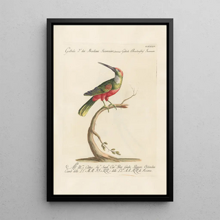 Saverio Manetti - Ornithologia methodice digesta Pl177.webp