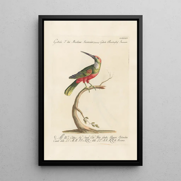 Ornithologia methodice digesta Pl177 - Saverio Manetti — quadro incorniciato alla parete
