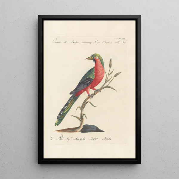 Ornithologia methodice digesta Pl178 - Saverio Manetti — quadro incorniciato alla parete