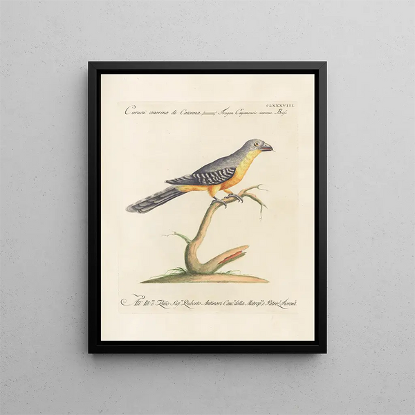 L'ornithologie ha digerito metodicamente Pl179 - Saverio Manetti — quadro incorniciato alla parete