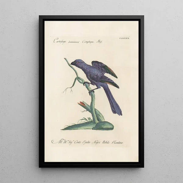 Ornithologia methodice digesta Pl181 - Saverio Manetti — quadro incorniciato alla parete