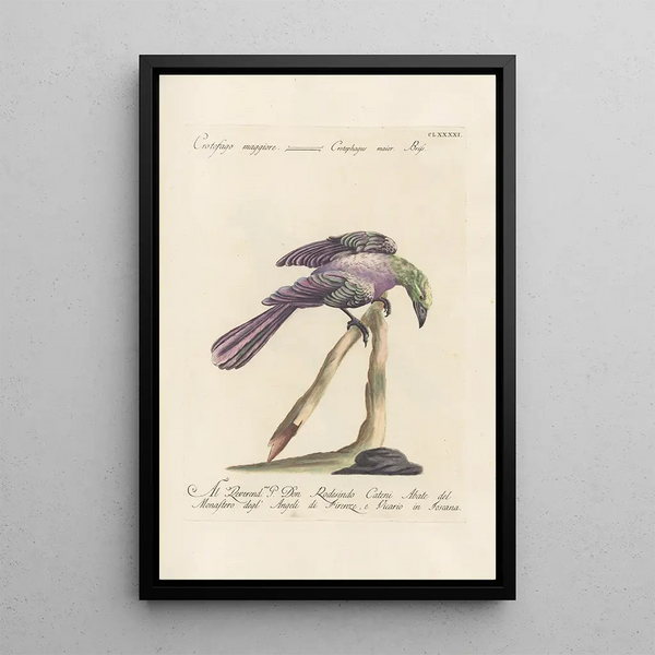 Ornithologia methodice digesta Pl182 - Saverio Manetti — quadro incorniciato alla parete