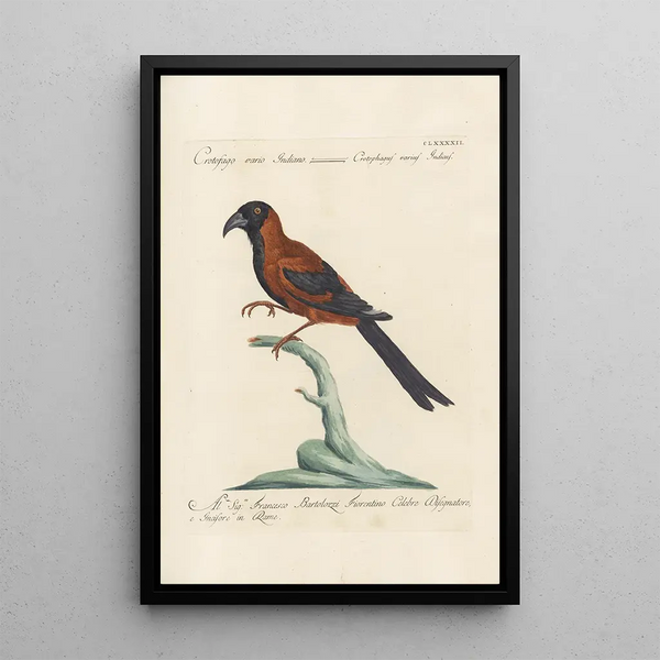 Ornithologia methodice digesta Pl183 - Saverio Manetti — quadro incorniciato alla parete
