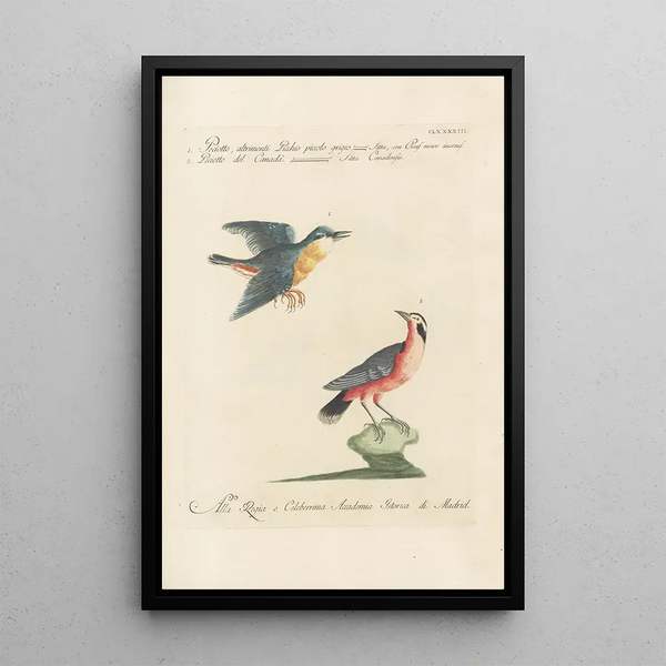 Ornithologia methodice digesta Pl184 - Saverio Manetti — quadro incorniciato alla parete