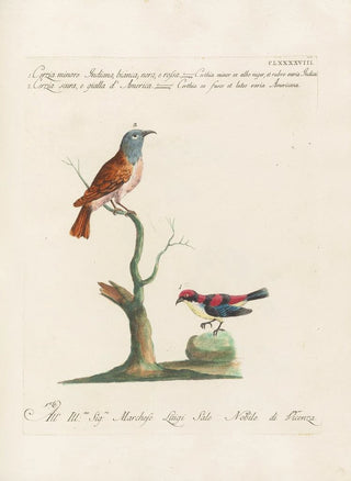 Saverio Manetti - Ornithologia methodice digesta Pl185.webp